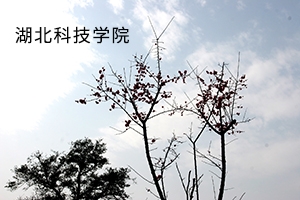 湖北科技学院2019年普通专升本招生简章:招生计划以及报名流