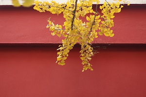 2020年扩招，对于想报考教师资格证的专升本考生有何好处？(图2)