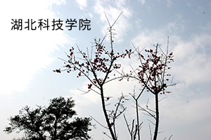 湖北科技学院